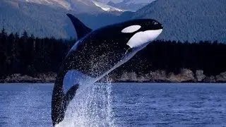 Freed the whale.