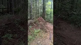 Собачка и огромный муравейник в лесу)