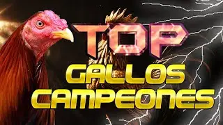 Top Gallos Super Poderosos en el Mundo.  Inteligentes y hermosos. TODO EN UNO
