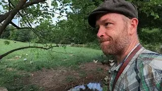 Free Ranging these Chickens was a BIG Mistake