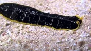 Flatworm on the move. Egypt HD