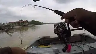 Udang Galah Kuala Selangor
