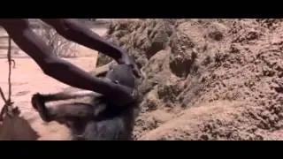 Afrikada maymun aracılığıyla su bulmak