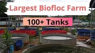 Largest Biofloc Farm in Kerala/ Padavans Biofloc farm, pala/ #HomeMazala