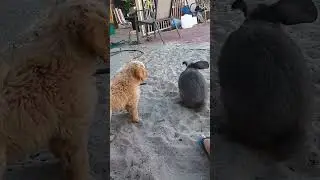 Introducing a puppy dog to the rabbit