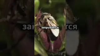 Как работает Венерина мухоловка?!  #ВенеринаМухоловка #ХищныеРастения #ИнтересныеФакты #Творцы
