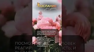 Послание для души: реагируй на нежность 