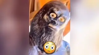 MEMES MUY XD #172