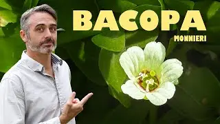 An Overview of Bacopa monnieri - The Plant and the Research