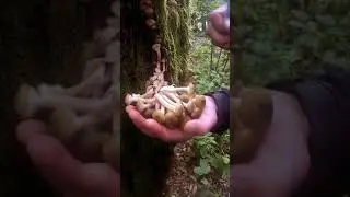 ОПЯТА!!!! Вы только гляньте какие гвоздики!