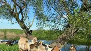Наши домашние животные