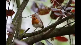 birds singing no copyright sound effect