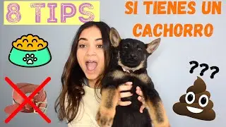 8 TIPS QUE DEBES SABER ANTES DE COMPRAR/ADOPTAR UN CACHORRO / Danyhusk