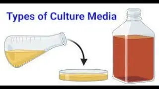 Culturing of Bacteria for Plasmid Isolation (Performance)
