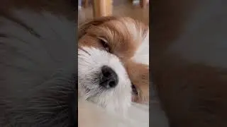 Sleeping Shih Tzu Dog 🐶❤️😴💤 Cutest Shih Tzu Puppy 🐾