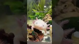 Аксолотль 