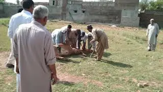 Heavy Cow Qurbani 2024😱 |Qurbani at Kisran❤️ #shorts