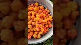 За морошкой!!!!