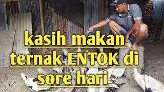 Beternak yang penting kasih makan, bukan untung ya saja ya