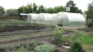 Морковка после моего "ужасного" полива все таки ожила!