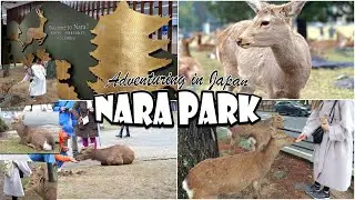 🦌The FAMOUS Nara Deer Park🌸 | Tiny APA Hotel Room Tour🧳