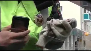 Разговор с гаи в масках.