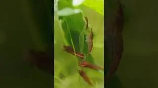 Feeding the Shrimpies! 