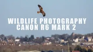 Wildlife photography can be tricky -  Canon R6 Mark 2