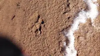 В походе возможно увидел следы волка.