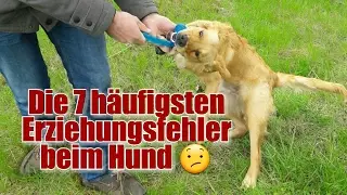 Mistakes in dog training