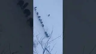 сидим на вышке, наблюдаем за кабанами.