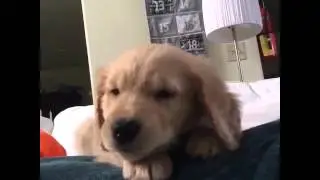 Собака