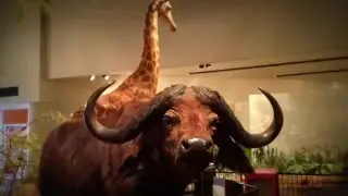 Great Plains Zoo.