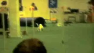 Elsmari o Hugo MyDog2009