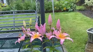 Rainy morning UK on 1st August 2024