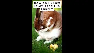 How do I know if my rabbit is lonely? 