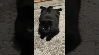 межкомнатная ракета класса ковер-миска-лоток😂#кот #youtubeshorts #subscribe #shorts #cat #animals