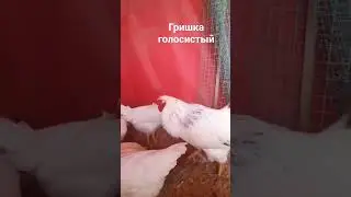 своя птица в хозяйстве