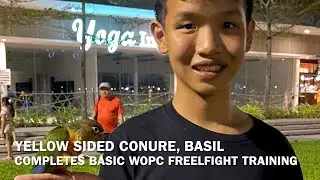 WOPC Member’s Yellow Sided Conure Completes Basic Freeflight Training