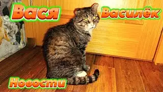 Вася. Василёчек наш. Новости.