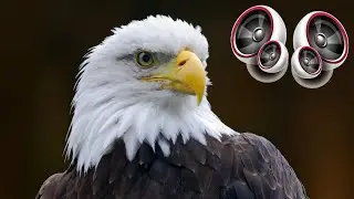 Eagle - Sound Effect High Definition Free | Copyright free Music and Sound effects for YouTube video