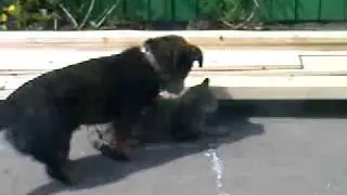 Терпеливый кот :(