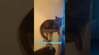 кошка из трубы выросла