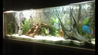 Construccion de mi acuario campeon F.I.D.O. 2016