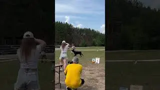 #doberman #собака #доберман #добермания #animals #доберманы
