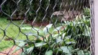 Mike the Tiger at LSU