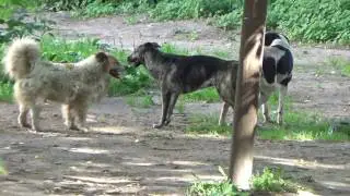 Псиная оргия,