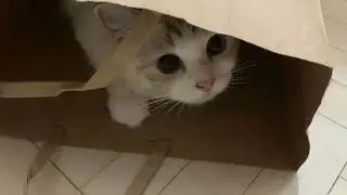 本周成語：let the cat out of the bag