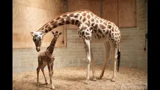Тема 4 говорения. Жираф. Giraffe. Английский язык 4 класс. Ридель Алиса.