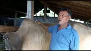 Video Lucu Sapi Kurban